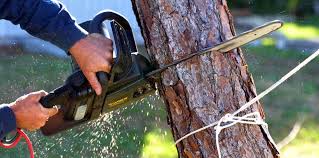  Prospect, OH Tree Removal and Landscaping Services Pros